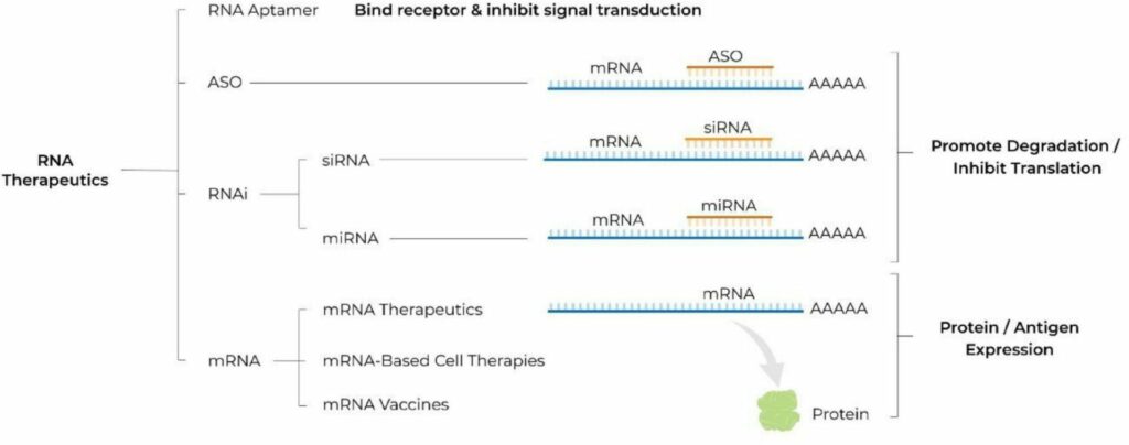 
Figure 1: Various RNA Therapeutics
